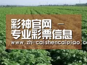 种植基地五